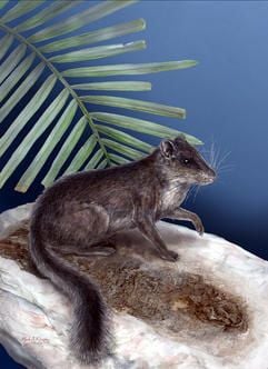 Im vergangenen Jahr glaubten Forscher, in Laos eine neue Nagetierart entdeckt zu haben, eine Mischung aus Ratte und Eichhörnchen (Illustration). Nun hat sich herausgestellt, dass diese «Felsratte» eine Art «lebendes Fossil» ist. (Foto: dpa)