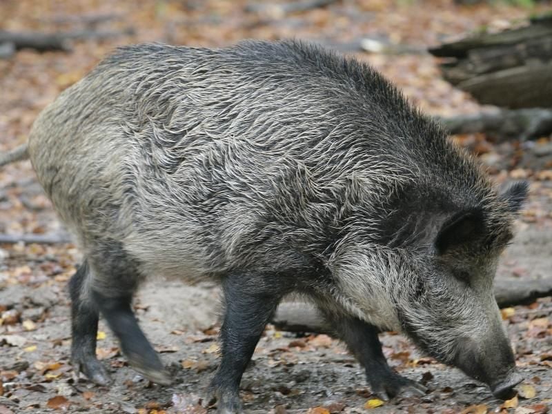 Wildschweine fressen sich über den Sommer Fett zu einer dicken Schicht an, dass die Tiere dann im Winter warm hält. Foto: Fredrik von Erichsen