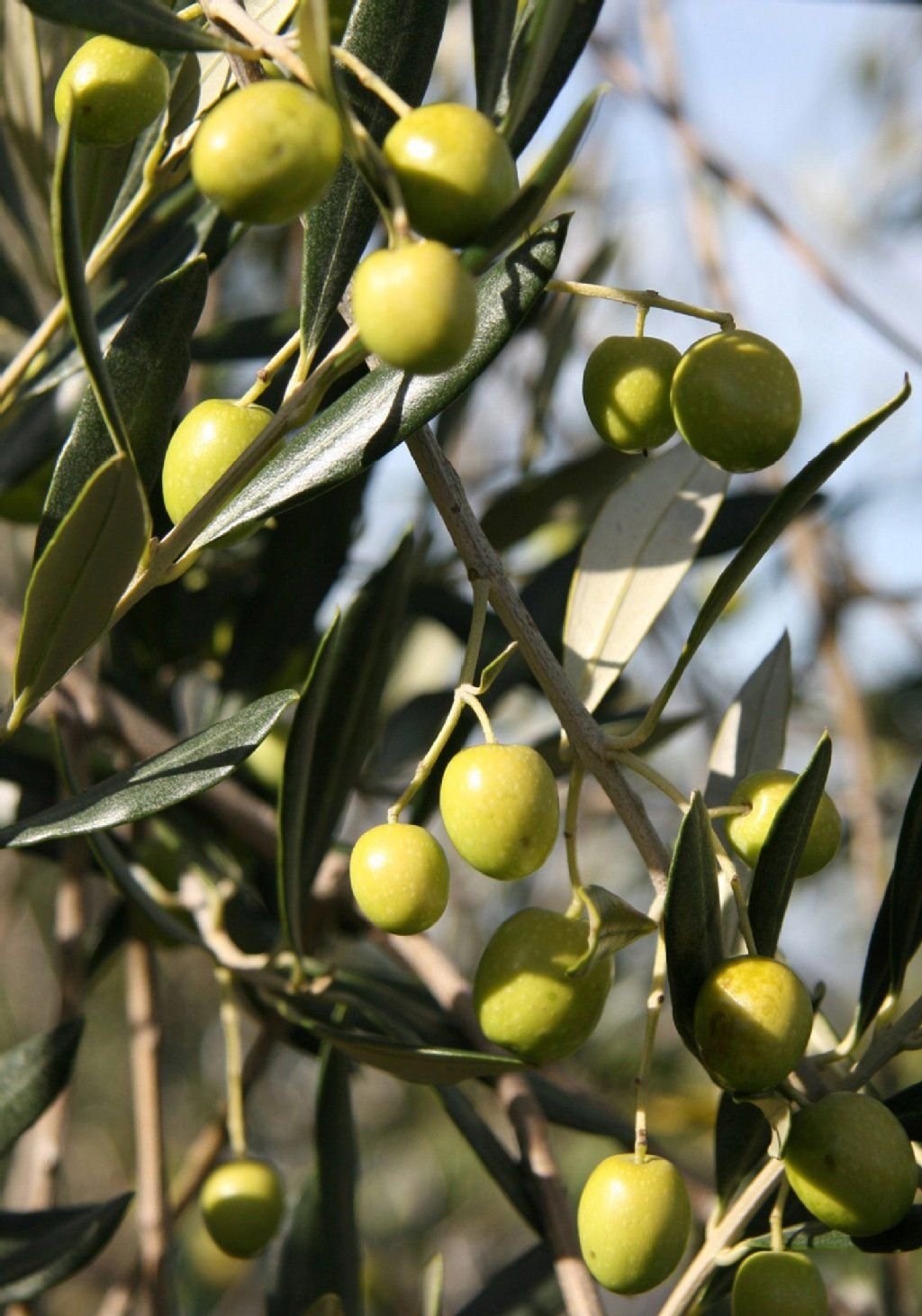 Der Reifegrad der Oliven bestimmt mit darüber, wie bitter ein Öl ist - hellere Früchte ergeben ein schärferes Aroma als dunkle.