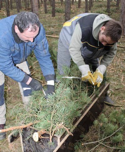 Lutz Däumichen und Daniel Pätzold verschnüren im Wald bei Holzdorf eins der Reisigbündel.