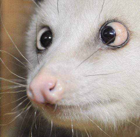 Das schielende Opossum Heidi, aufgenommen in ihrem Gehege im Zoo Leipzig. (FOTO: ARCHIV/DPA)