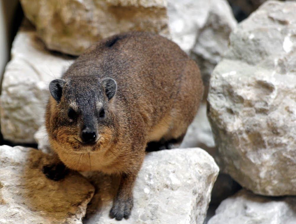 So sieht der Klippschliefer aus. Zwei von Luthers „Kaninchen“ leben jetzt im Tierpark. Es sind zwei Männchen.