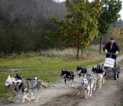 Am 7. und 8. November gibt es in der Glücksburger Heide ein Schlittenhunderennen.