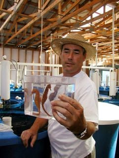 Craig Schmarr züchtet in lupenreinem Ozeanwasser des «Labors für natürliche Energie» in Konaa auf Hawaii Seepferdchen (Foto: dpa)