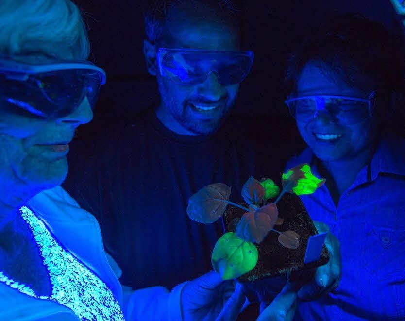 Faszinierend: Lilya Kopertekh, Siegmar Pöhlke und Brigitte Hochtanz (v.r.) mit einer leuchtenden Tabakpflanze unter UV-Licht im Labor.