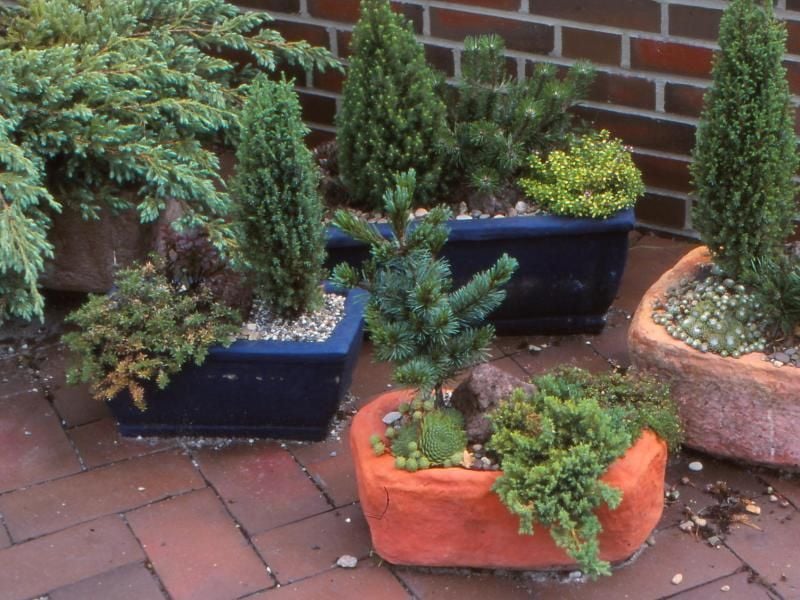 Alternative zum Bonsai: Mit Zwergbäumen lassen sich Mini-Landschaften in Kisten und Kübeln gestalten. Foto: GMH/GBV