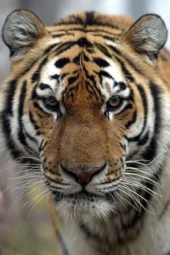Ein Sibirischer Tiger im Rehabilitationszentrum für Wildtiere "Utyos" bei Khabarovs im Osten Russlands (undatiertes WWF-Handout). (Foto: dpa)