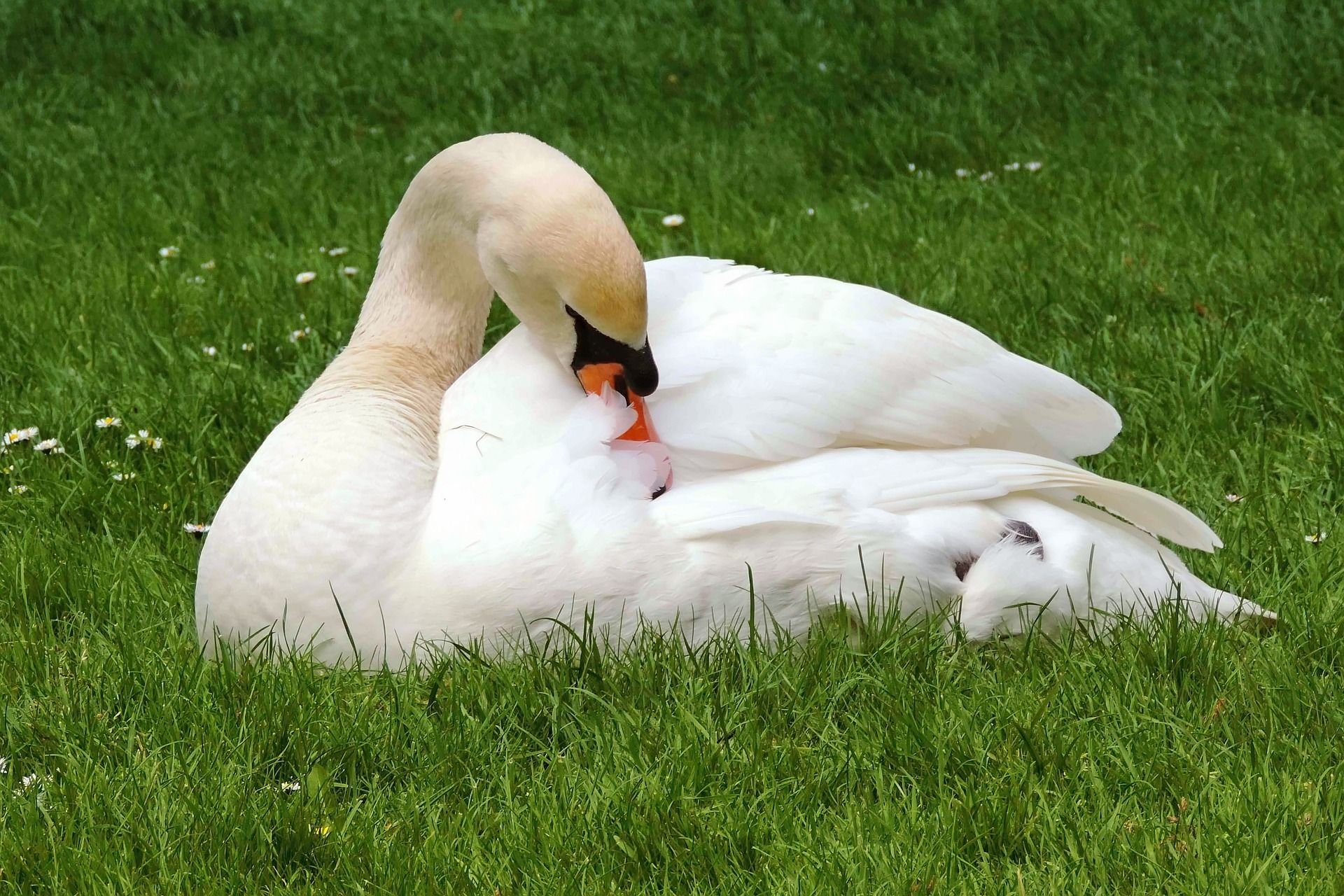 Jeder tote Vogel soll umgehend dem Ordnungs- oder dem Veterinäramt der Kreisverwaltung gemeldet werden.