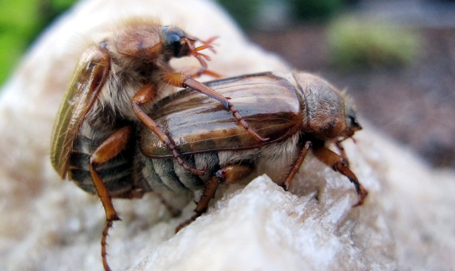 Zwei Junikäfer, oder auch Gerippte Brachkäfer genannt (Scarabaeidae), kopulieren auf einer Wiese.