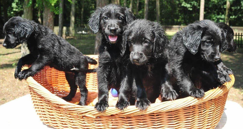 Einen Sack Flöhe hüten ist leichter: Fünf der sechs Welpen, die am Wittenberger Tierheim ausgesetzt worden sind, haben sich fotografieren lassen.