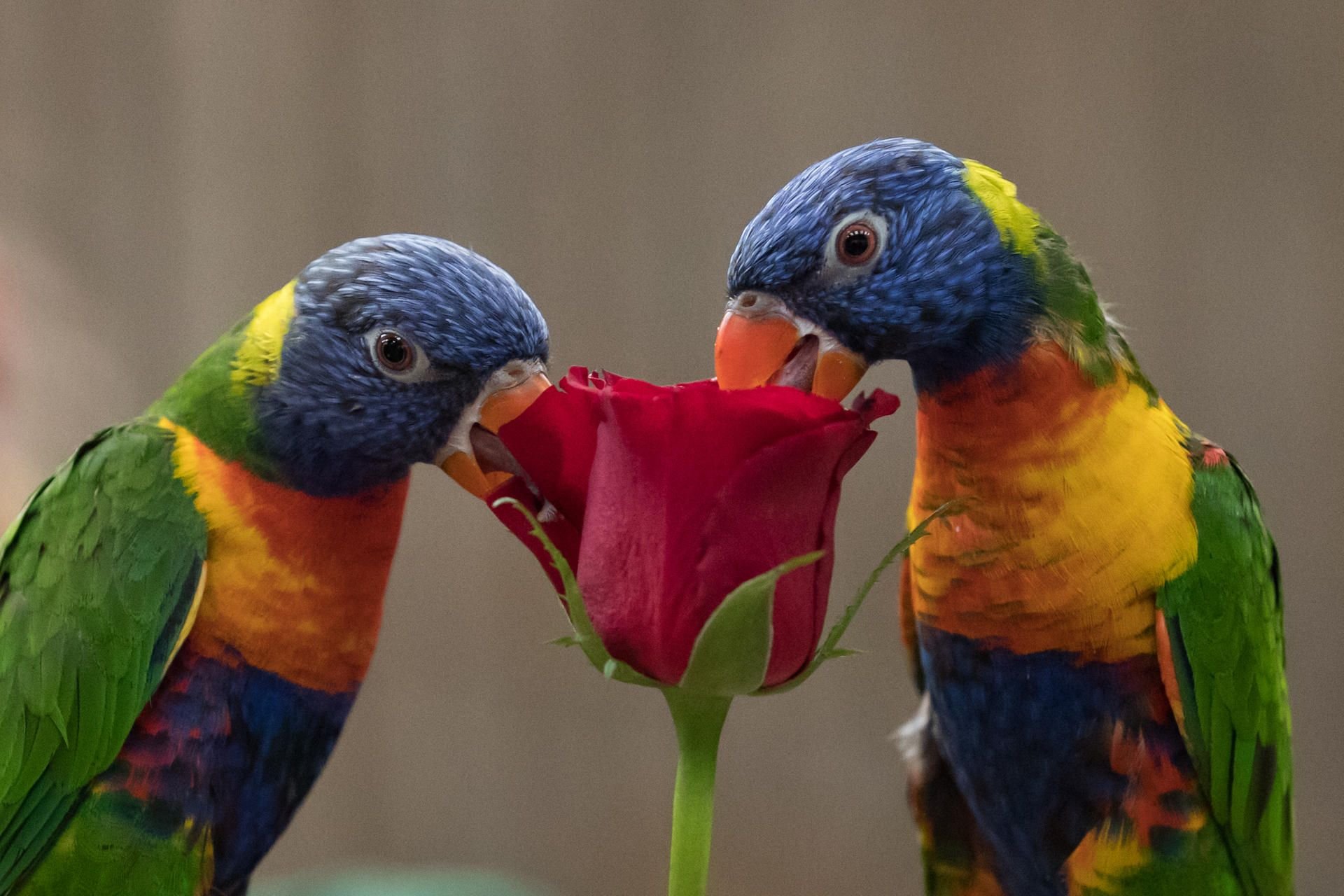 Diese beiden können sich wohl auch gut riechen. Zum Valentinstag gibt es eine Rose.