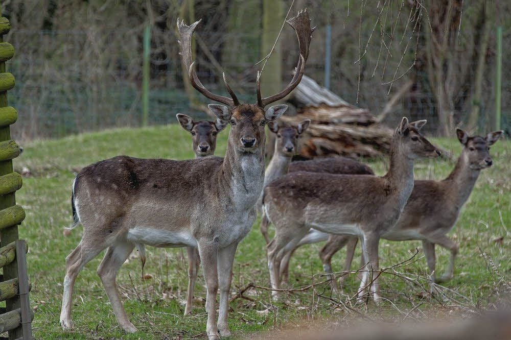 Das Wild, hier noch im Tiergehege, hat ein neues Zuhause.