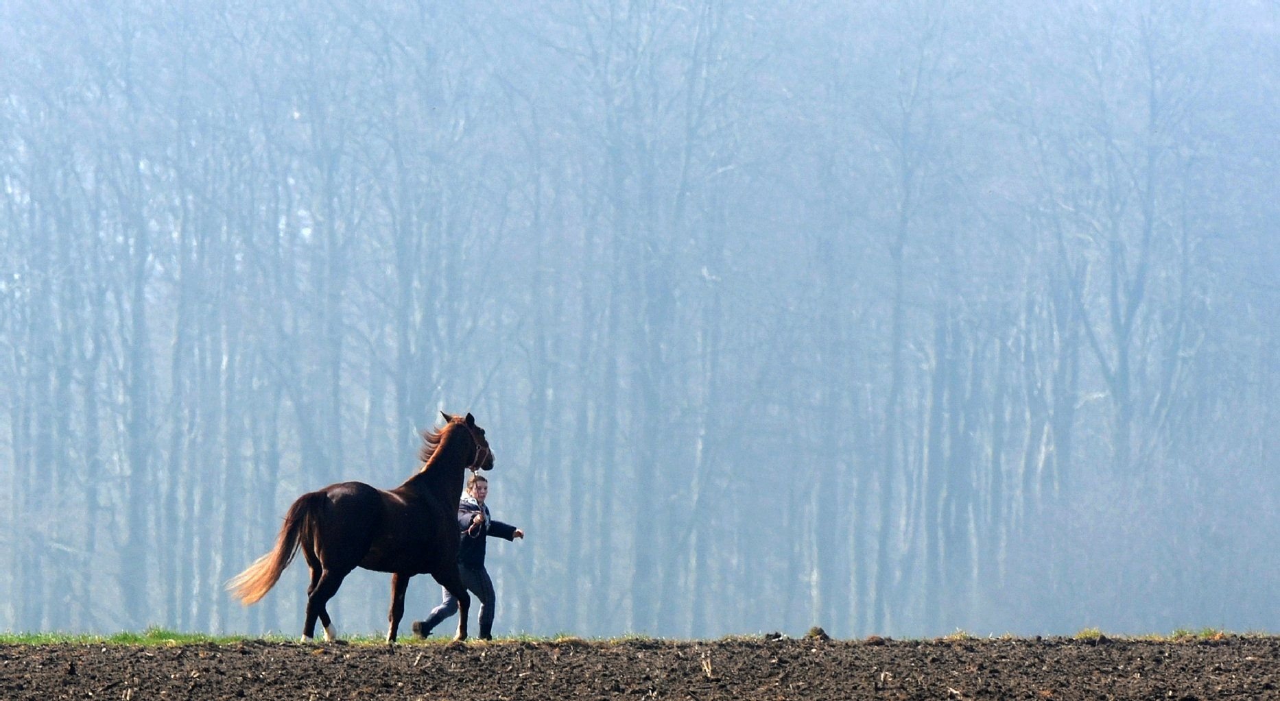 Ein Pferd auf dem Weg zu einer Koppel