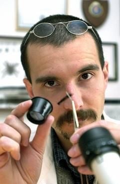 Der Kölner Kriminalbiologe Mark Benecke bereitet am 24. April 2004 in seinem Arbeitsraum präparierte Insekten zur Untersuchung vor, die einen Kriminalfall lösen halfen. (Foto: dpa)