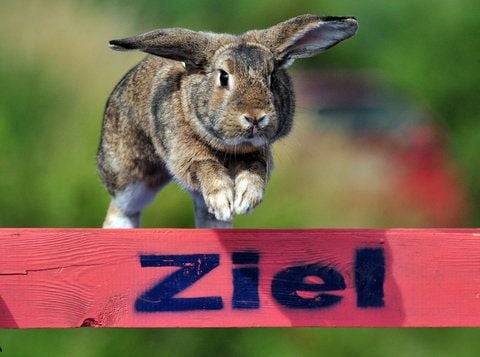 Ein Kaninchen springt in Jenalöbnitz bei Jena über eine Hürde. Das Tier gehört zum 1. Thüringer Kaninchensport Jena e.V., deren Mitglieder sich dem Kaninhop verschrieben haben. (FOTO: DPA)