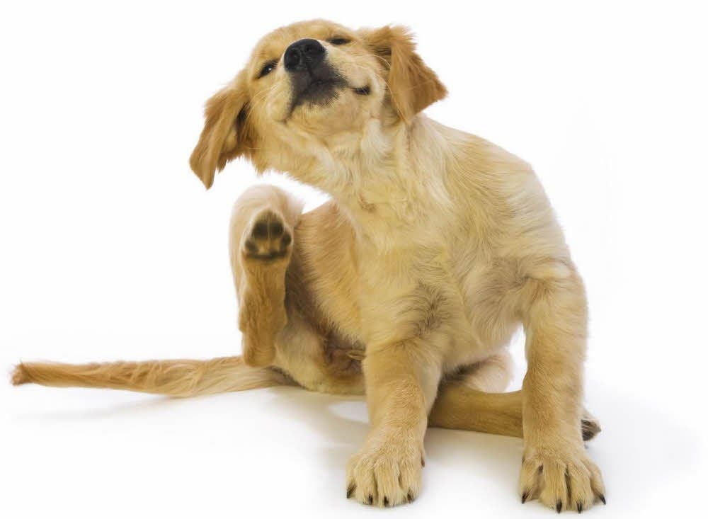 Von Flöhen geplagt werden Hunde und Katzen vor allem in den warmen Monaten.