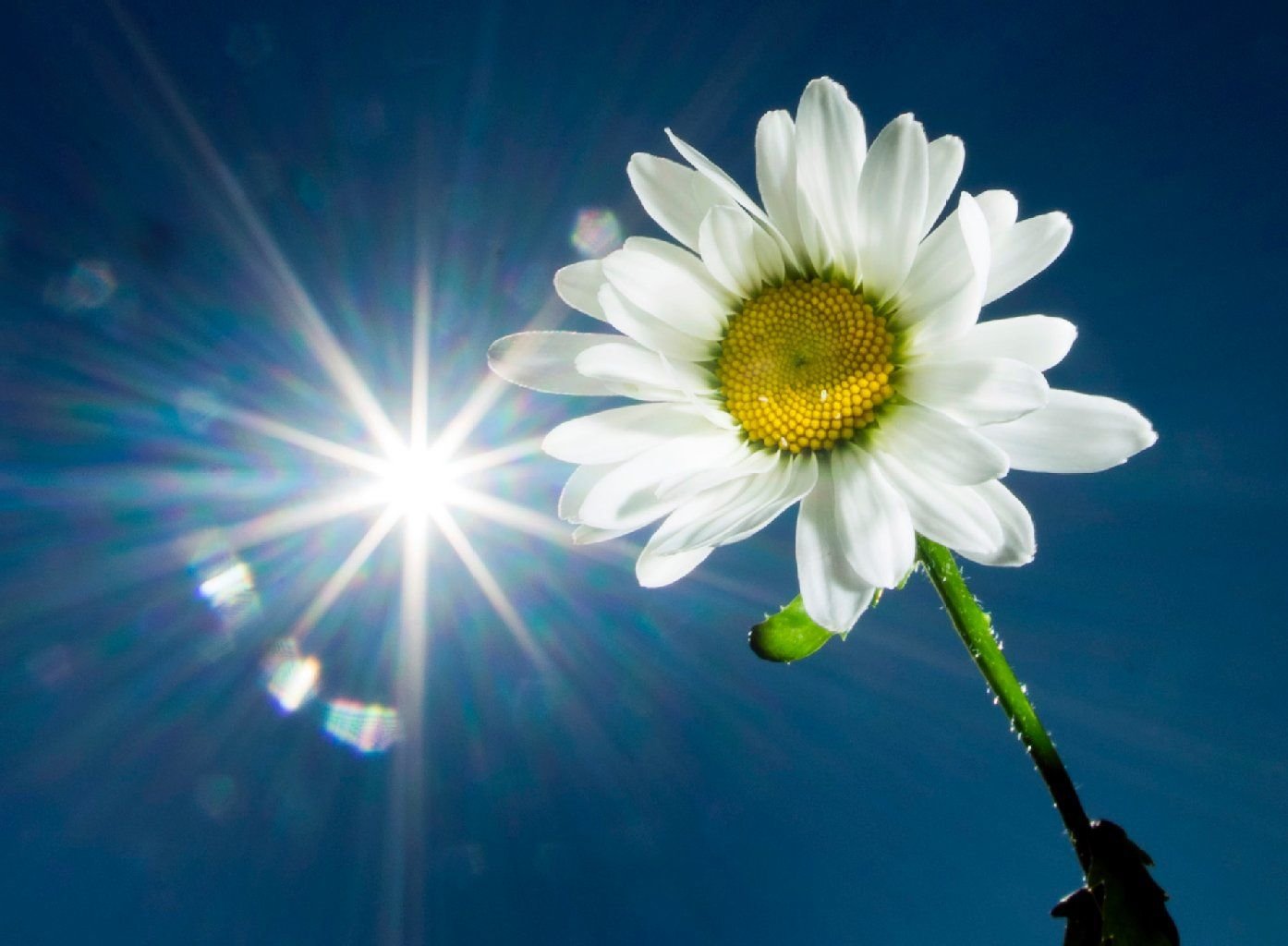 Eine Margerite steht in einem Garten. Daneben ist die Sonne zu sehen, die vom blauen Himmel strahlt.