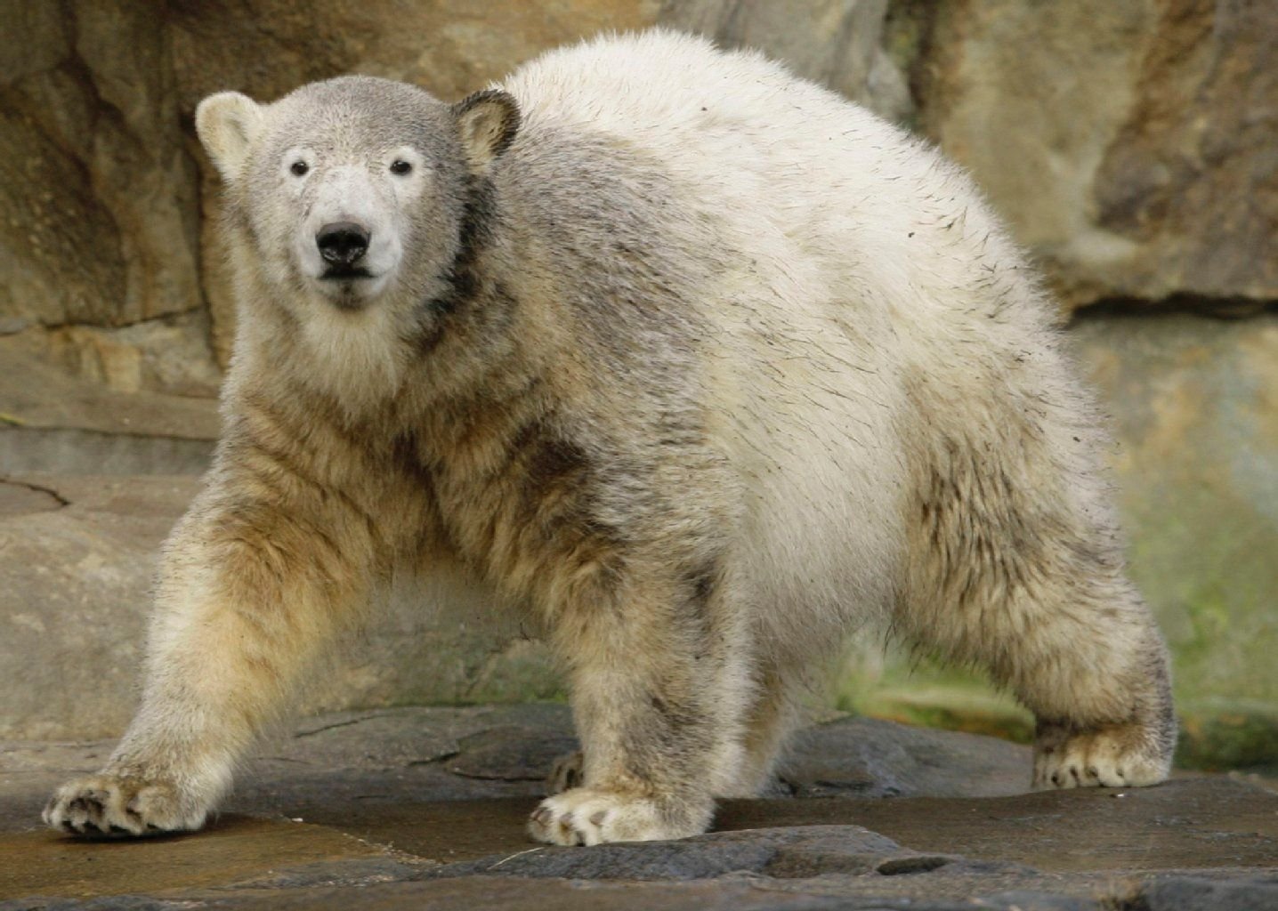 Knut starb am 19. März 2011.