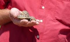 Junge Schildkröten liegen auf der Hand von Michael Reimann, dem einzigen Schildkrötenfarmer der Türkei. (Foto: dpa)