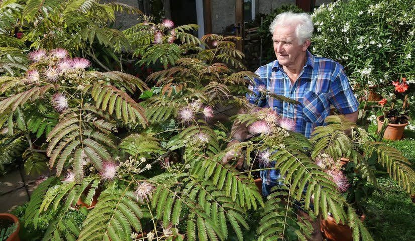 Heinz Hesse: „So viele Blüten hatte der Seidenbaum noch nie.“