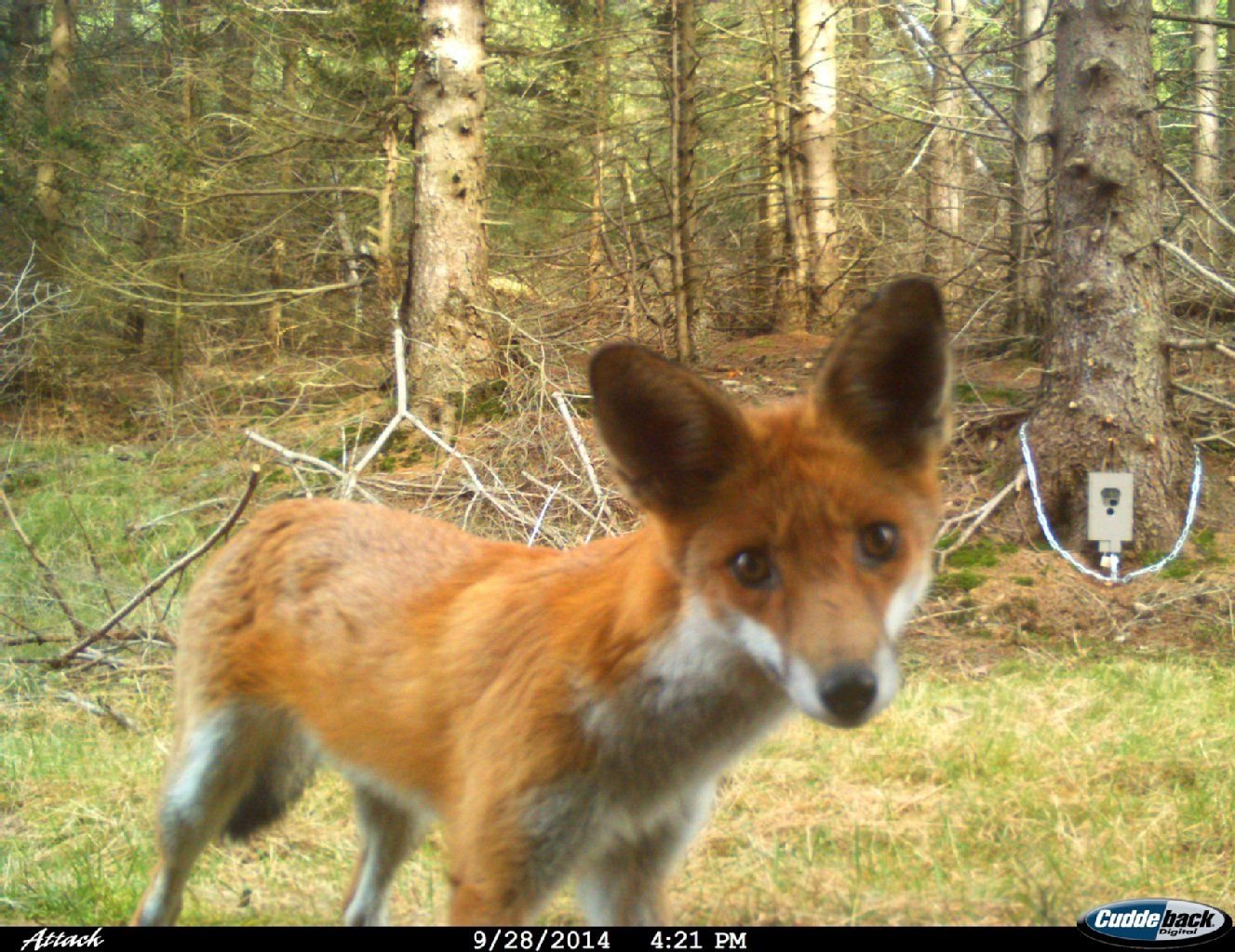Ertappt: Ein Fuchs blickt in eine der Kameras, die im Nationalpark aufgestellt wurden.