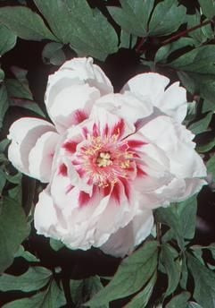 Schönheit aus dem Fernen Osten - Sorten aus Japan wie die Paeonia Suffruticosa "Niigata otome no mai" machen das Gros der hier zu Lande angebotenen Strauchpfingstrosen aus. (Foto: dpa)