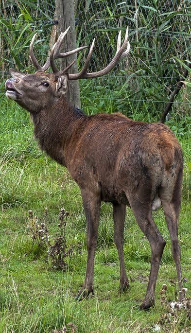 Ein Rothirsch im Südpark
