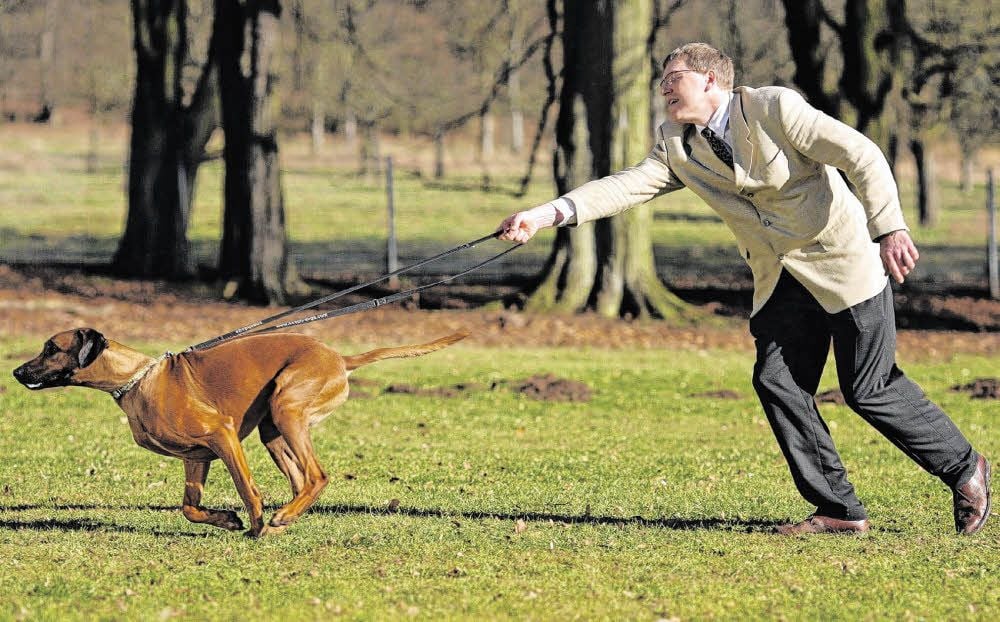 Geht bei einem Hund erst einmal der Jagdinstinkt durch, kann er nur noch an der Leine zurückgehalten werden.