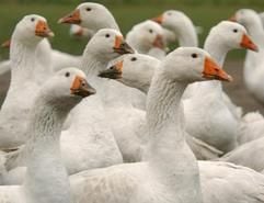 Gänse weiden auf einer Wiese in Bad Iburg bei Osnabrück. (Foto: dpa)