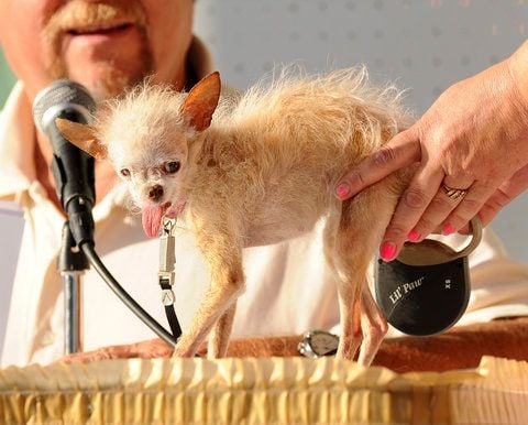 Hund Yoda beim World's Ugliest Dog Contest 2011 (FOTO: DAPD)