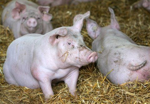 Mastschweine in einem Stall (FOTO: DPA)