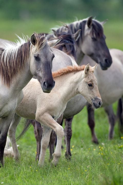Eine Herde Wildpferde weidet unweit des altmärkischen Buch bei Tangermünde im Landkreis Stendal. (FOTO: DPA)