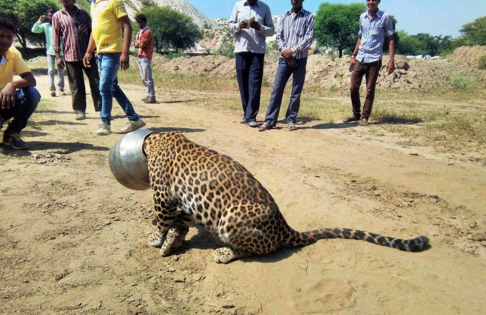 Leopard im Topf: Beim Saufen ist ein durstiger Leopard in Indien in einem Metalltopf hängengeblieben.