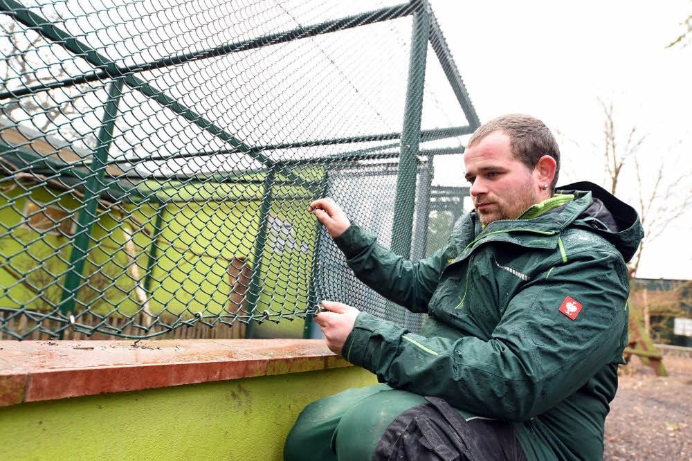Tierpfleger Lucas Wolf zeigt die Einbruchstelle an der Vogelvoliere