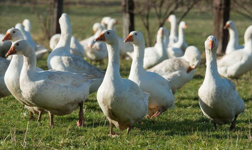 Die Gänse vom Hof Amonat in Gernrode stehen das ganze Jahr über im Grünen.