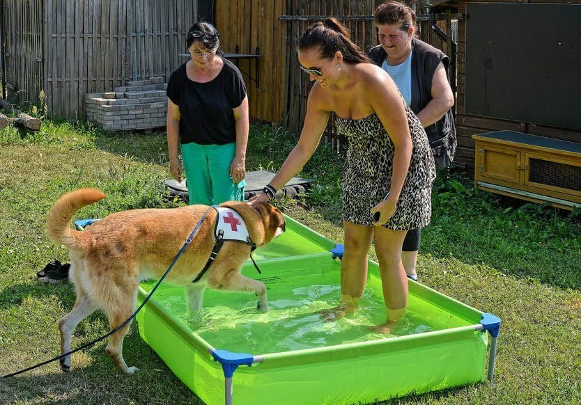 Das Wasserbecken waren nicht nur bei Lacky beliebter Aufenthaltsort. Mit Vergnügen geplanscht haben große und kleine Hunde gleichermaßen.