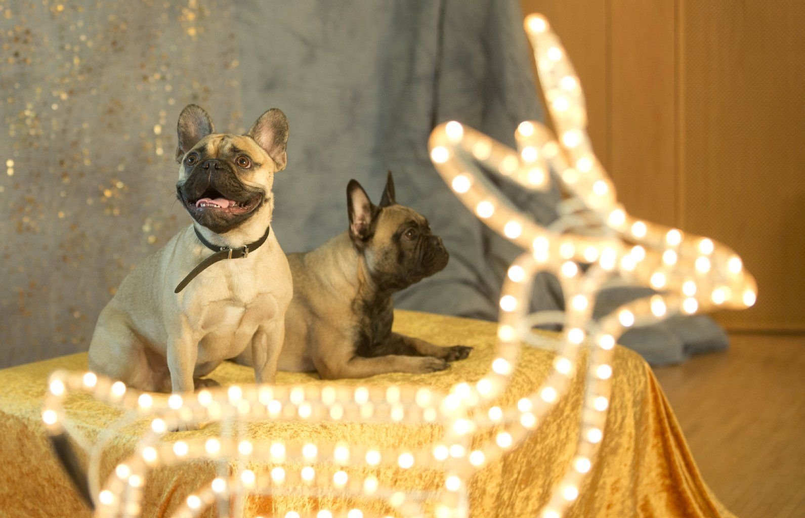 Die französischen Bulldoggen Lulu und Joshi