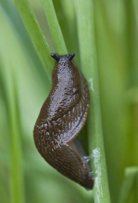NAcktschnecke: Ein ungebetener Gast im Garten. (FOTO: DPA)