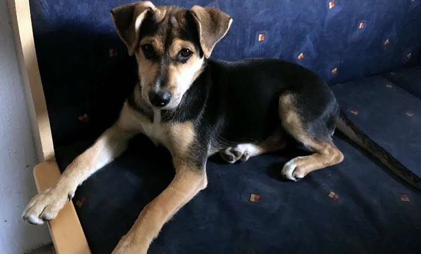 Der acht Monate alte Schäferhund-Mischling Motte ist seit Montag verschwunden.