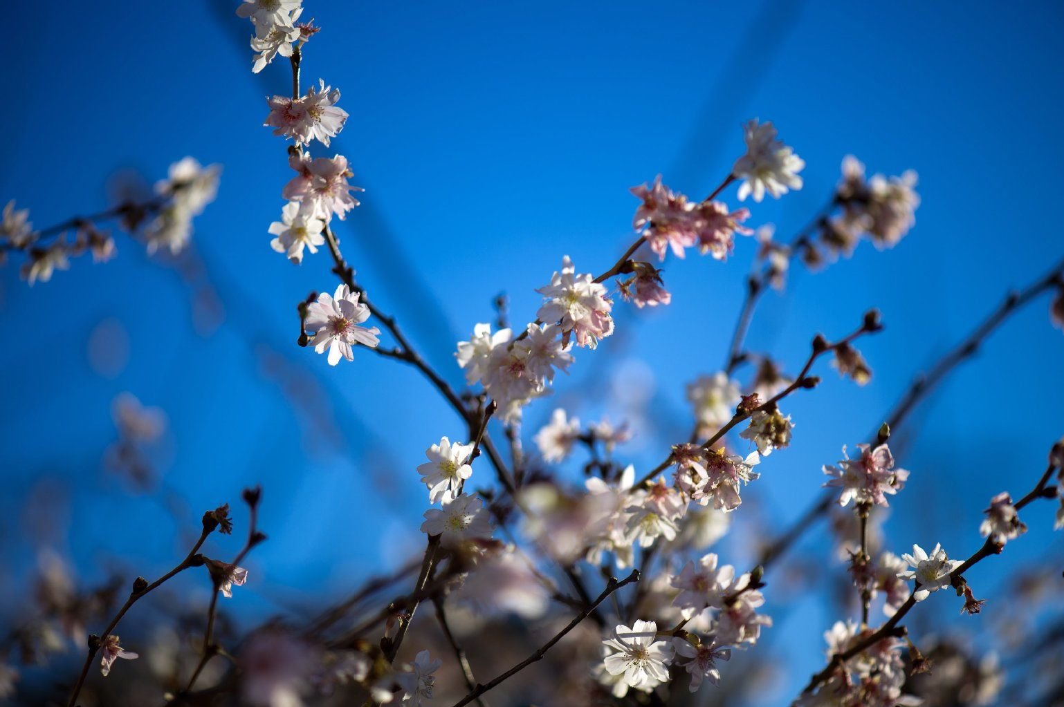 Kirschblüten