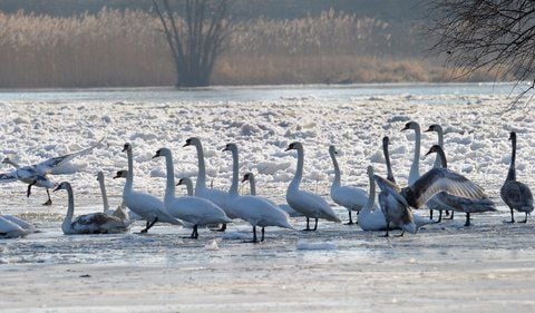 Schwäne stehen bei Minus 10 Grad auf der zuugefrorenen Oder bei Hohenwutzen (Landkreis Märkisch Oderland). (FOTO: DPA)