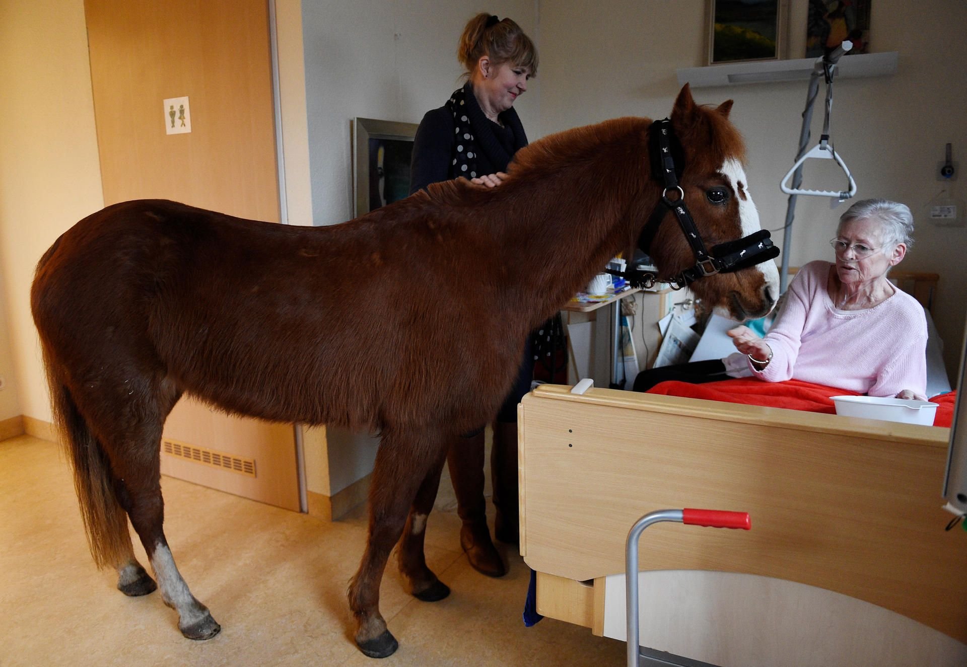 Pony-Dame „13“ steht mit Besitzerin Hinrika Höges (li.) im Zimmer einer Patientin des Diakonie-Hospiz Wannsee in Berlin.