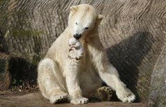 Eisbärenweibchen «Vera» trägt im Nürnberger Tiergarten ihr Jungtier durch das Gehege. (Foto: dpa)