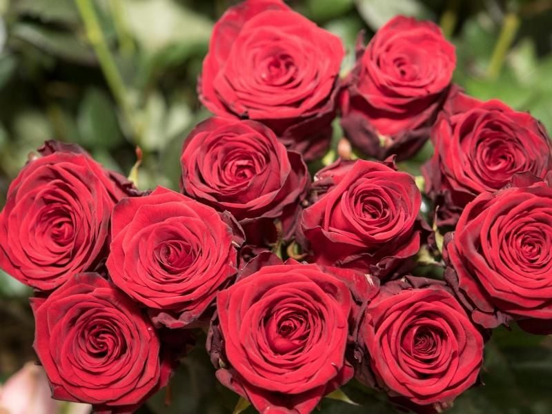 Jemanden zum Valentinstag einen Blumenstrauß ins Büro zu schicken, hält Etikette-Expertin Elisabeth Bonneau für keine gute Idee. Es könnte zu Sticheleien oder Unterstellungen führen. Foto: Robert Günther/dpa-tmn