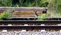 Känguru Skippi sitzt bei Ungerhausen (Schwaben) in einer Böschung. (Foto: dpa)