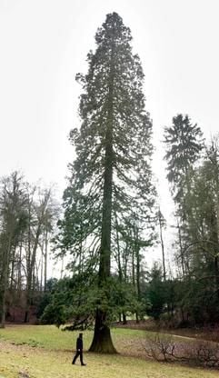 Klein wirkt der Mann, der an dem Mammutbaum im hessischen Staatspark "Fürstenlager" bei Bensheim-Auerbach an der Bergstraße vorbeigeht. Der Baum gilt mit seinem etwa 150 Jahren als der älteste Mammutbaum Deutschlands. Gut 53 Meter misst das Prachtexemplar schon, aber erst mit 500 Jahren wird er richtig ausgewachsen sein. (Foto: dpa)