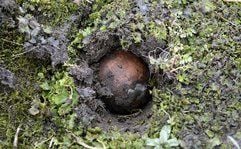 Tief in den Acker gegraben liegt in Hollwege (Kreis Ammerland) eine Kugel, die beim Klootschießen benutzt wird in der Erde. (Foto: dpa)