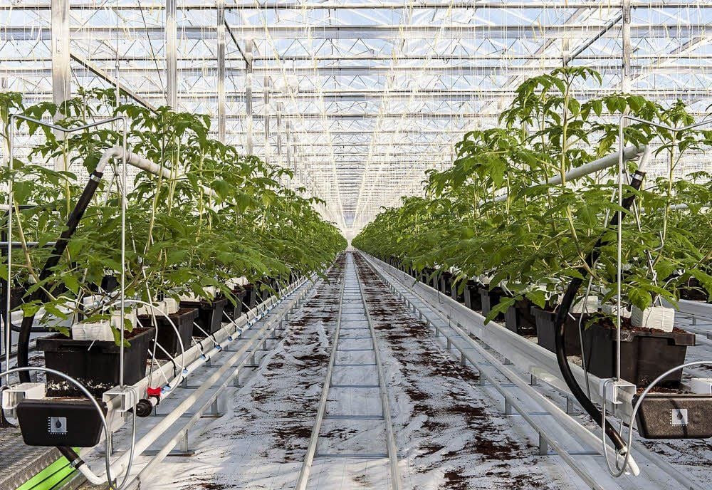 Auf einer Fläche von 15 Hektar reifen in Wittenberg die ersten Tomaten. Die Gewächshausanlage soll später noch erweitert werden.