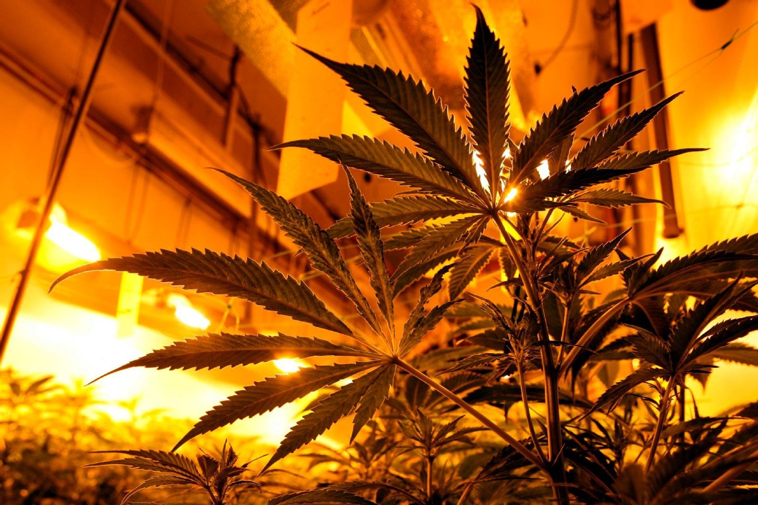 Pflanzen in einer illegalen Indoor-Cannabis-Plantage.