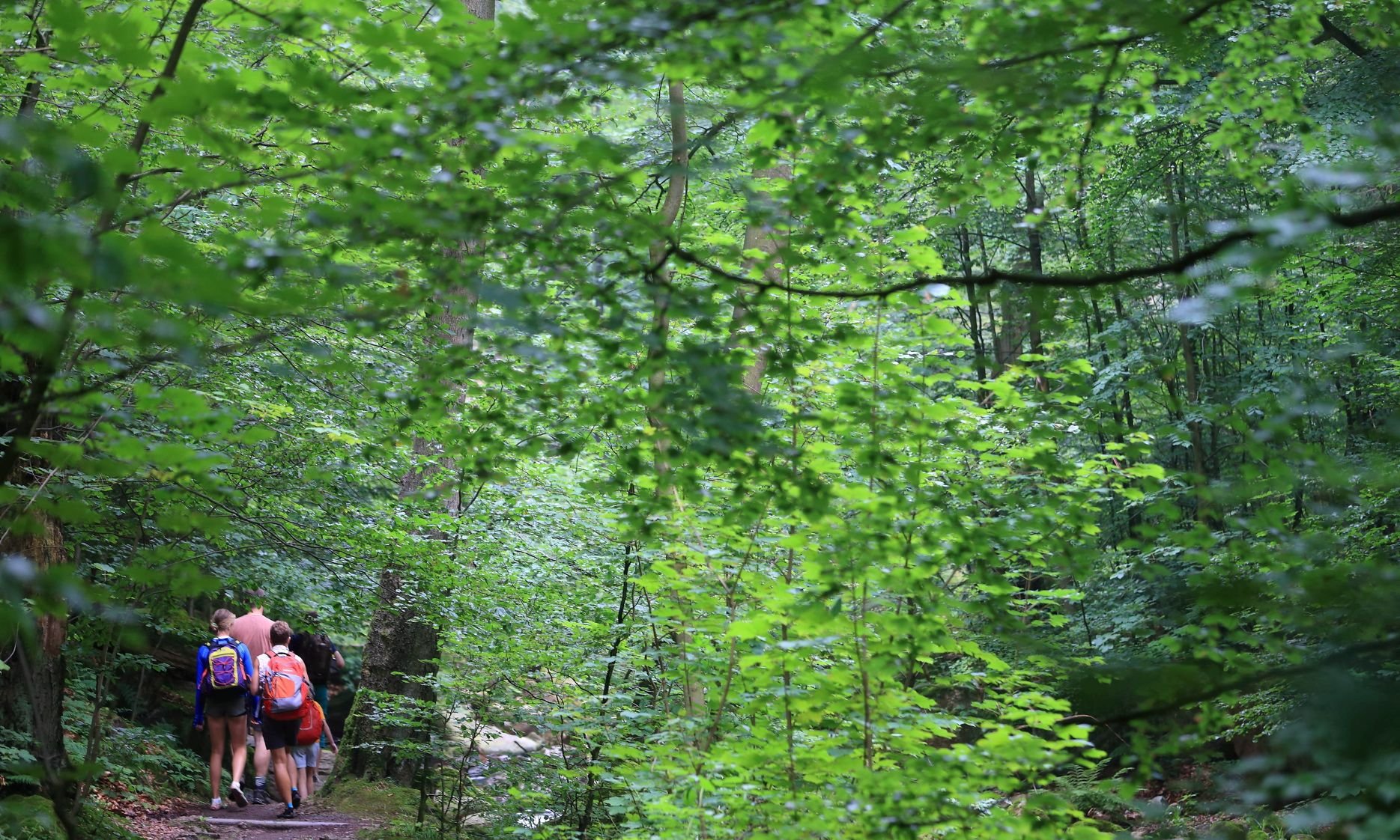 Urlauber sind auf dem Heinrich-Heine-Wanderweg im Nationalpark Harz bei Ilsenburg unterwegs